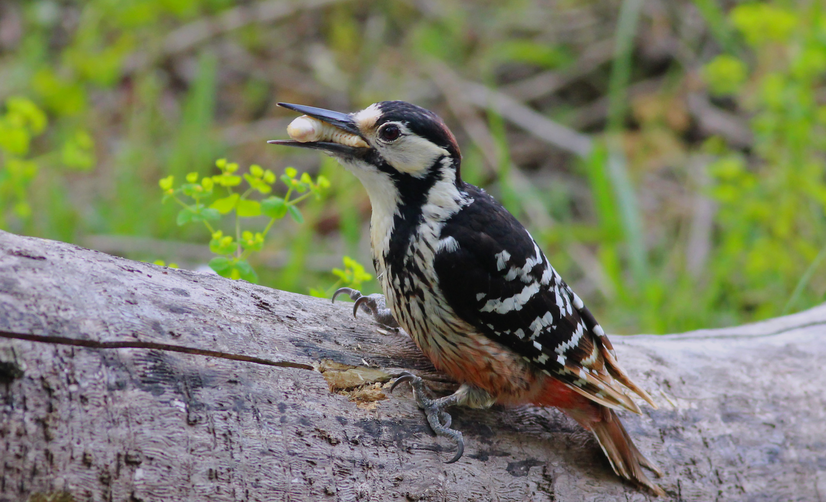 White-backed Woodpecker